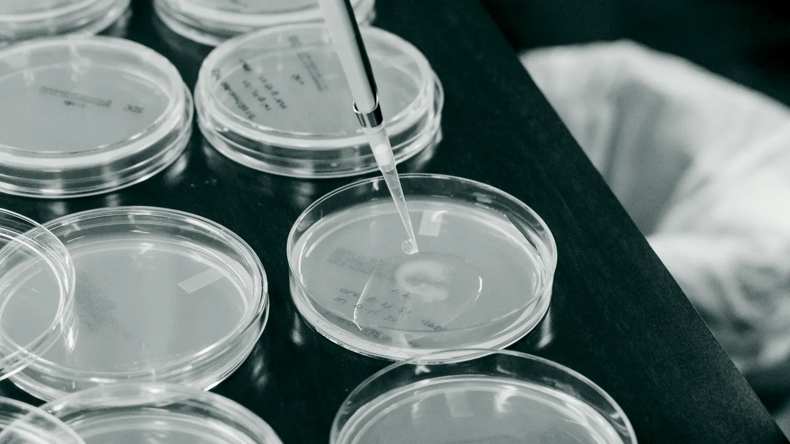 Culture plates under assay in the Corvin lab.